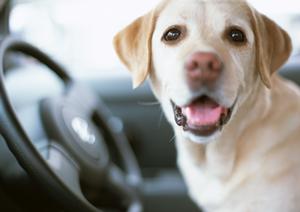 地域最低価格保証が魅力！コバックの車検